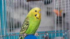 Hogyan taníthatunk egy hullámos papagájot beszélni